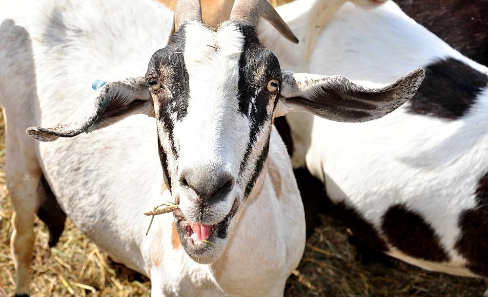 goat